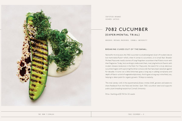 Dan-B-7082-cucumber